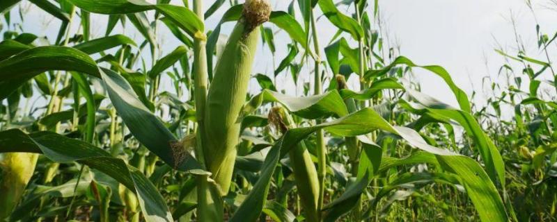 玉米高产种植新技术，玉米种子发芽过程记录