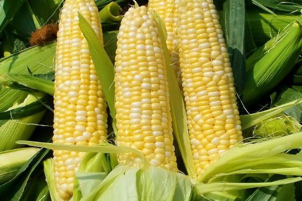 西多q1玉米种子介绍