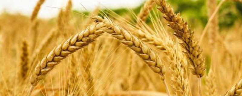 小麦春季病虫害防治技术，双氟磺草胺小麦拔节能用吗