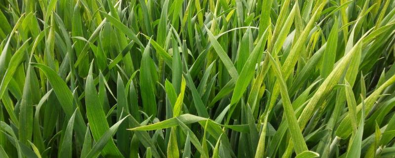 小麦发黄死苗烂根怎么防治，一亩用多少芸苔素