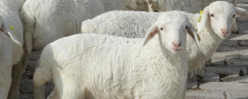 关于养羊方面的知识，去羊虱子最简单的方法