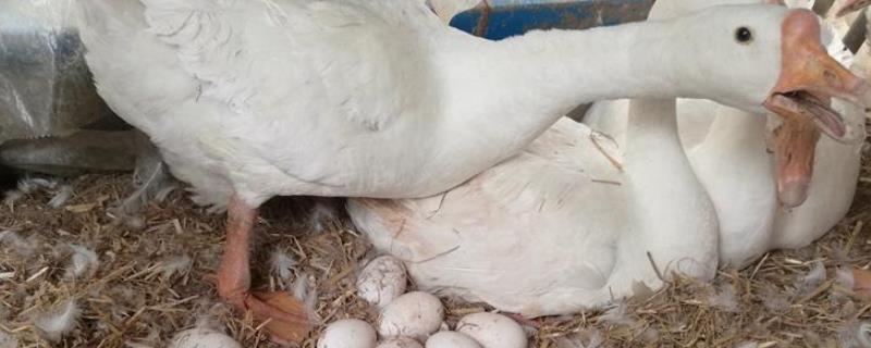 鹅一年产蛋几次，产蛋鹅为什么要拔毛