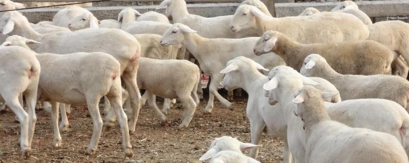 我想养羊怎么开头，萨能奶山羊养殖基地在什么地方