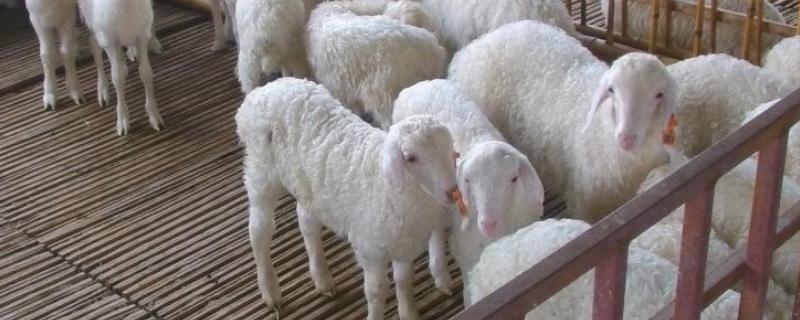 山羊品种，猪和羊在隔着一道墙养行不