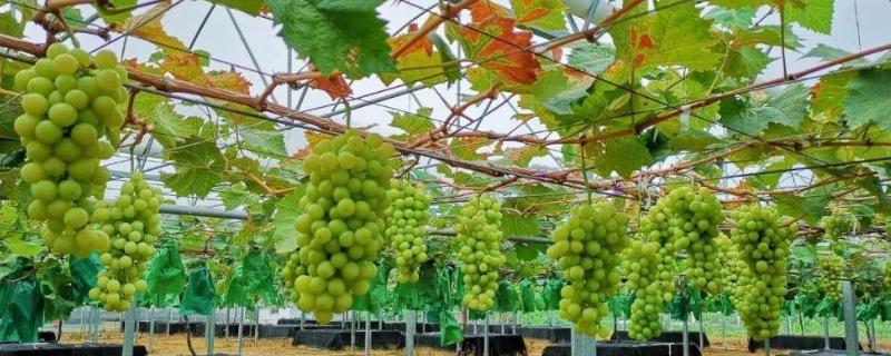 葡萄春季管理该如何进行?附葡萄栽培时间和方法