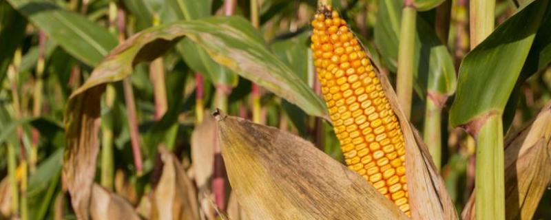 玉米复合肥最佳配方，和小麦复合肥有什么区别