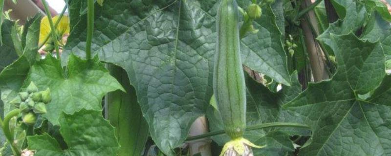 早春丝瓜种植技术，丝瓜生长的适宜温度是多少
