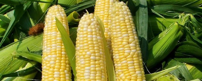 玉米肥料最佳配方，玉米底肥用多少斤为好