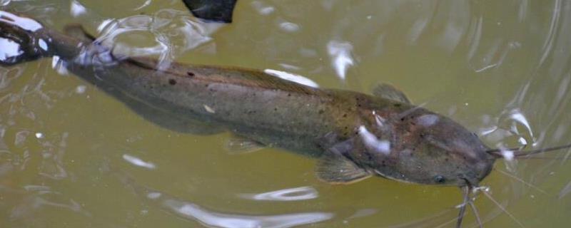 塘鲺鱼苗养殖技术，对水质要求高不高