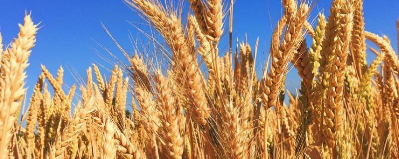 小麦是旱田作物吗，小麦太稀怎样才能高产