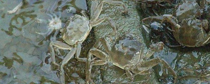 螃蟹养殖技术池塘淡水，蟹塘放苗后水浑转塘什么原因