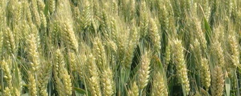 小麦除草剂重喷了小麦会死吗，小麦除草剂药害补救措施