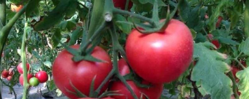西红柿病害图片及防治，附栽培时间与施肥方法