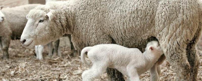 羊泌乳期是指哪个阶段，羊泌乳期能打伊维菌素吗