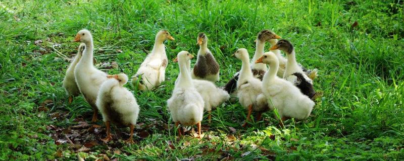 单独养一只小鸭子会死吗，鸡和鸭的生活习性