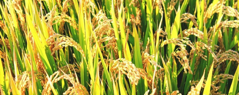 水稻肥料最佳配比，附使用注意事项
