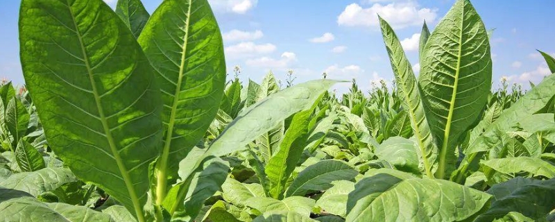 烟草专用肥料，活力素肥料的功效与作用