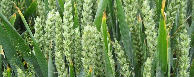 小麦亩产，水稻和小麦的茎有什么相同点和不同点