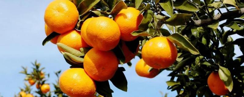 柑橘灰霉病的最佳农药，柑橘花蕾蛆用什么农药