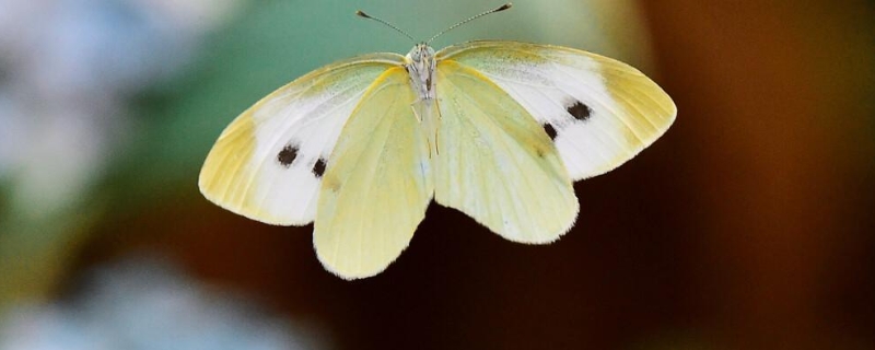 菜粉蝶危害最严重的时期，菜粉蝶是完全变态的昆虫吗