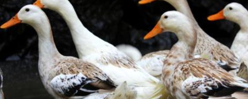 养鸭秘诀，养鸭技术与鸭病的防治