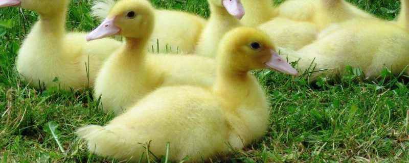 家里养小鸭子有细菌吗，雏鸭的饲养方法与管理