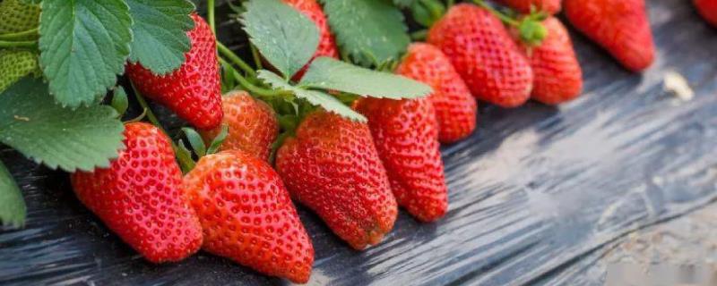 草莓挂果后几天施一次肥，挂果到成熟需要多少天