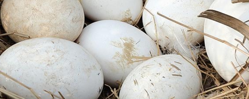 鹅蛋的孵化过程详解，鹅蛋温度多少合适