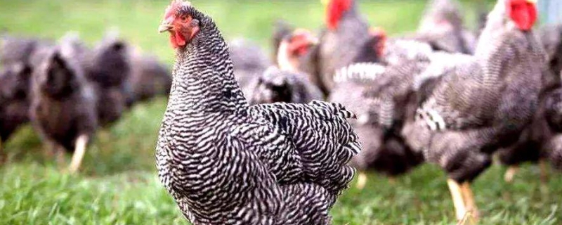 芦花鸡和五黑鸡哪个产蛋多，芦花鸡养殖多久开始下蛋