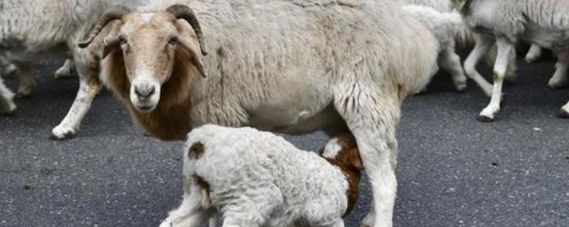 小羊生下来多久吃初乳，羊羔拉绿稀怎么回事