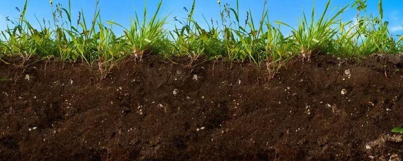 土壤酸化如何改良，改良土壤用生石灰还是熟石灰