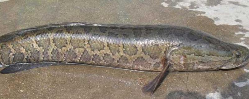 野生黑鱼和养殖黑鱼的区别，黑鱼养殖方法
