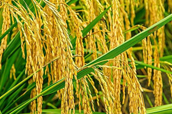 科稻1704水稻品种