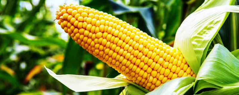 糯玉米地膜栽培技术，附糯玉米的种植技术