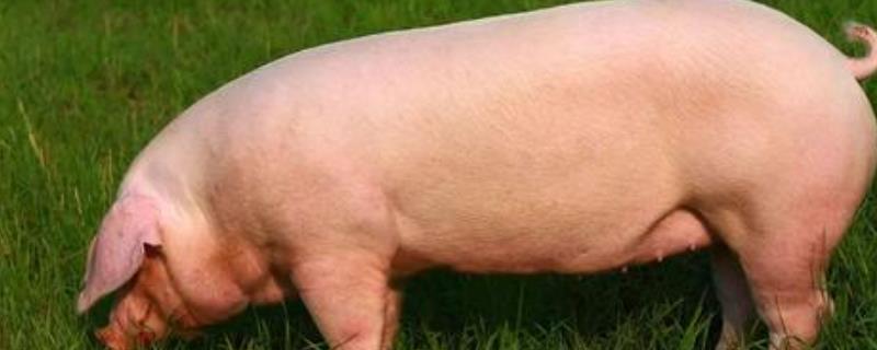 260斤后备母猪每天喂多少料，300斤的母猪一天喂几斤饲料