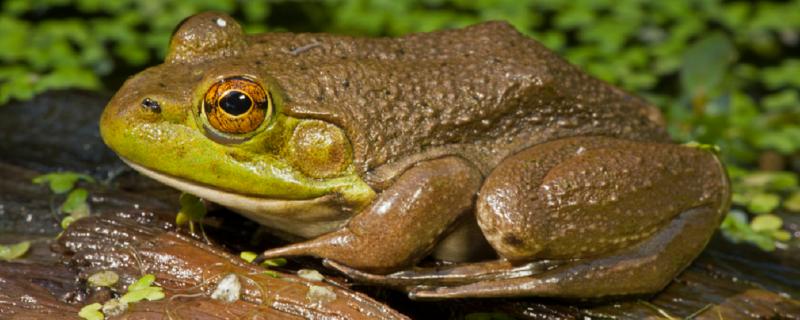 牛蛙生长周期，牛蛙怎么养殖
