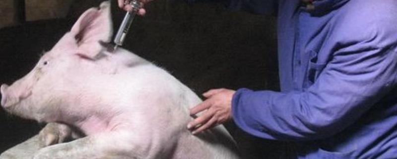 100斤猪喘气打氨茶碱几毫升，猪肌肉注射的正确部位