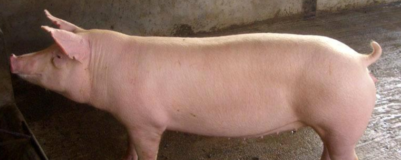 后备母猪的正确饲喂，哺乳母猪得了非瘟仔猪能活吗