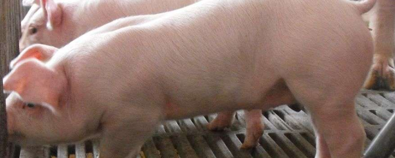 一个多月的小猪不吃食怎么办，新生猪仔多小时喂一次奶