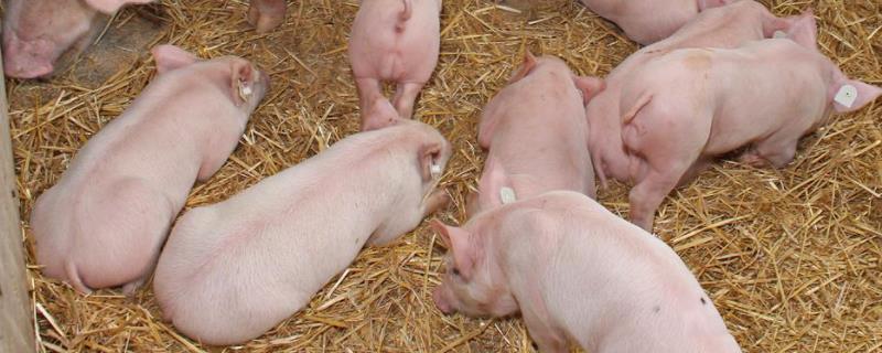 猪的正常体温是多少，猪闻到什么气味会远离