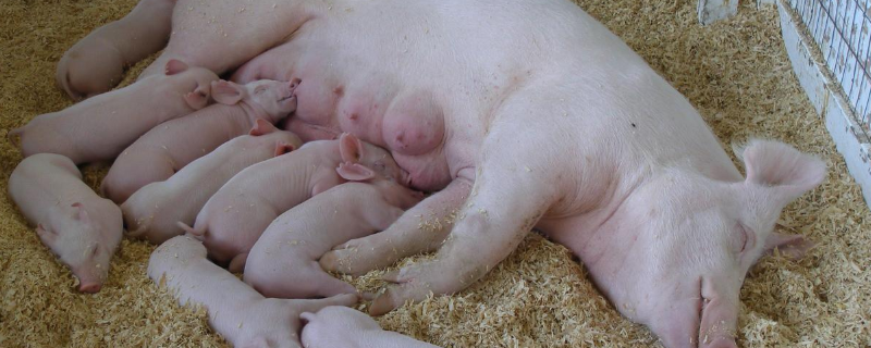 母猪有超过120天产仔吗，母猪断奶20天不发情怎么办