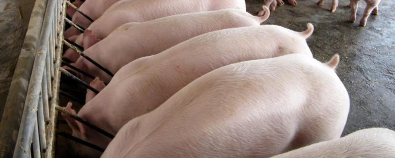 猪哪个时间段生长最快，小母猪多大开始配种