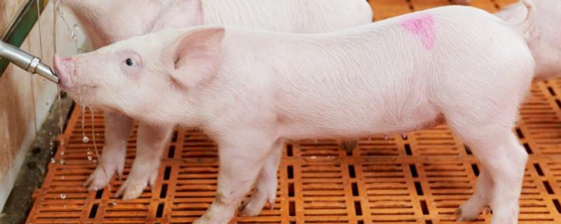 保育猪的饲养管理，育肥猪拉黑色稀粪便怎么办