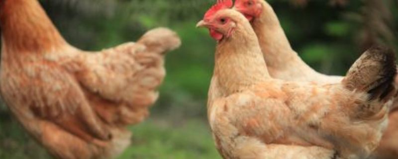 土鸡为什么下绿壳蛋，产蛋最高的绿壳鸡品种