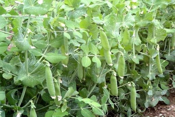 豌豆亩产量多少斤，附豌豆的种植方法