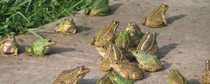 青蛙养殖亩产量多少斤，青蛙养殖需要具备哪些条件