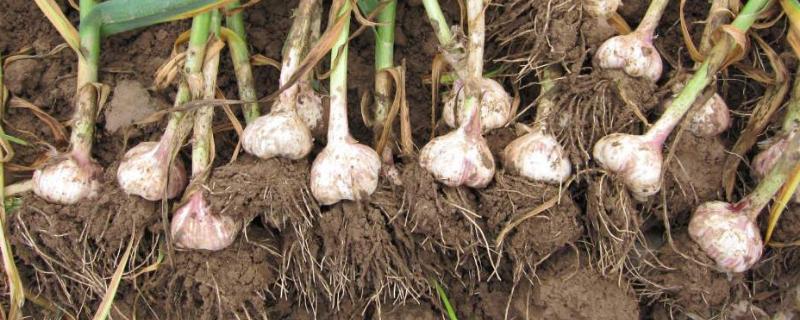 大蒜蒜蛆冲哪种农药，是什么原因导致的