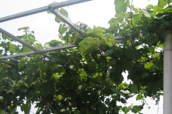 葡萄种植方法与技术管理
