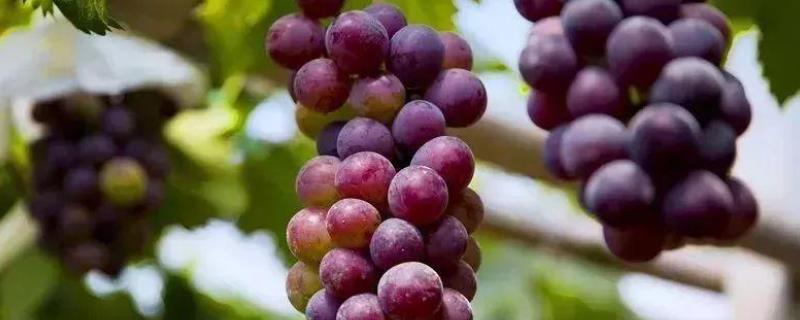 葡萄怎么管理，附葡萄叶片病害及防治