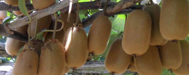 猕猴桃怎么种植方法和管理，几月份可以成熟